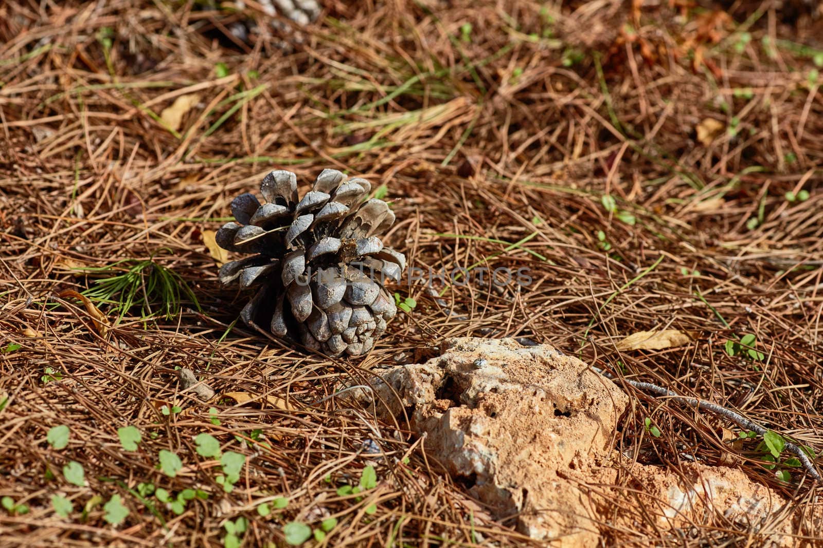 Pinecone on the ground