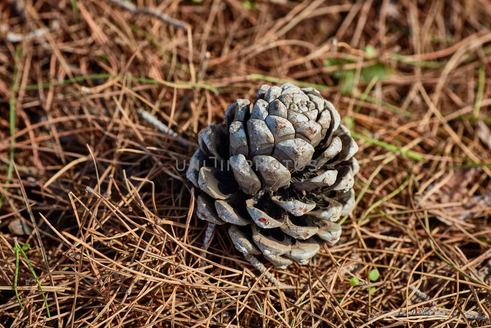 Pinecone on the ground