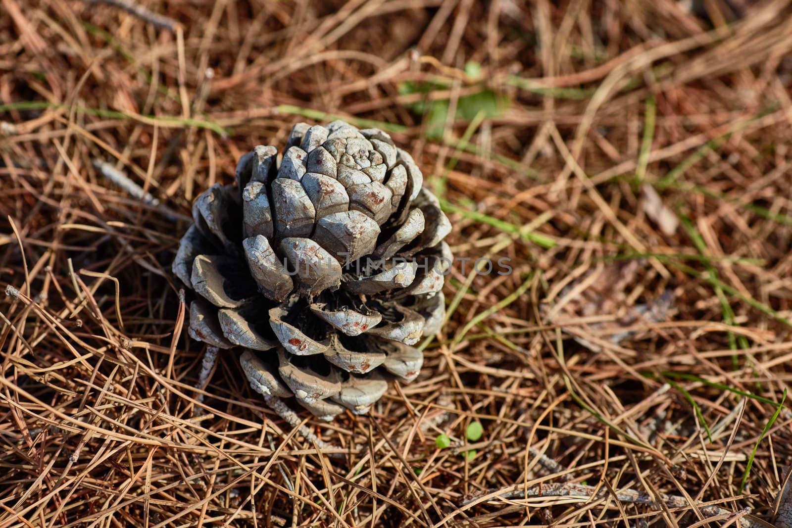 Pinecone on the ground