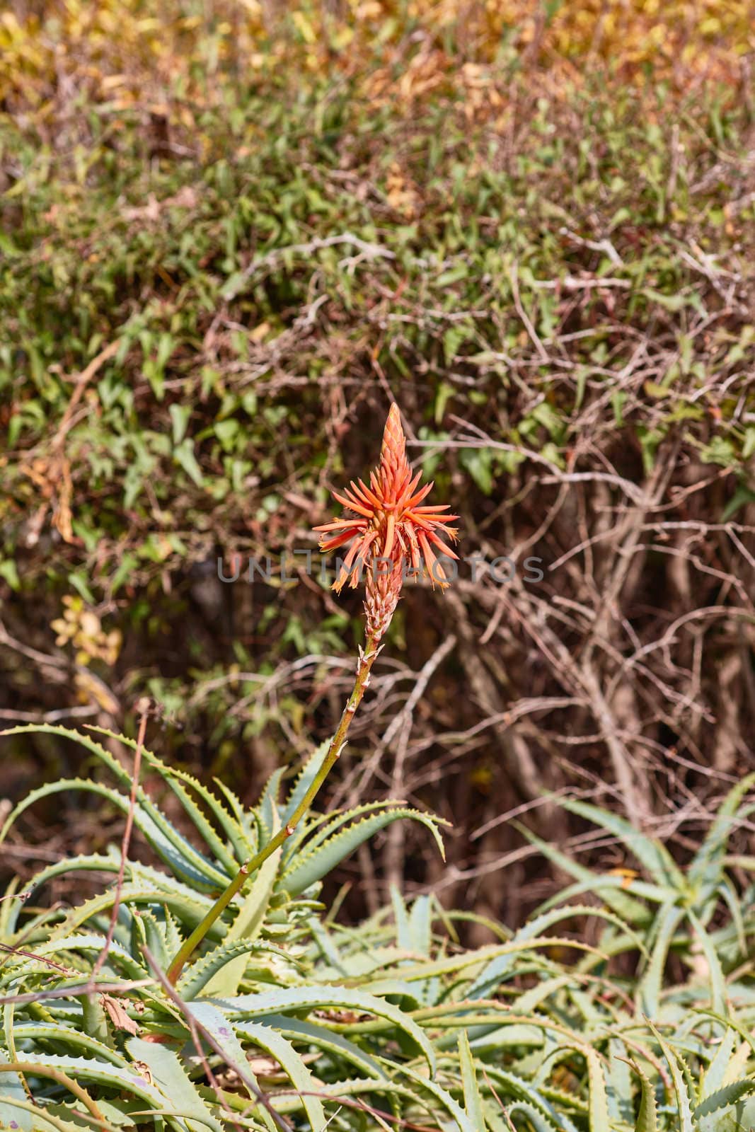 Aloe vera single flower