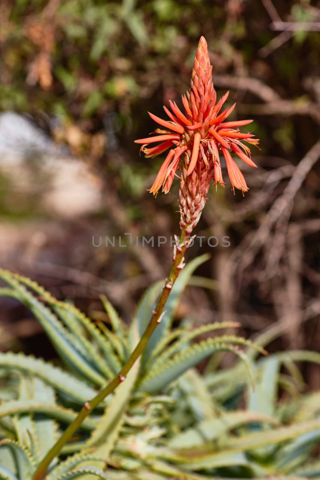 Aloe vera single flower