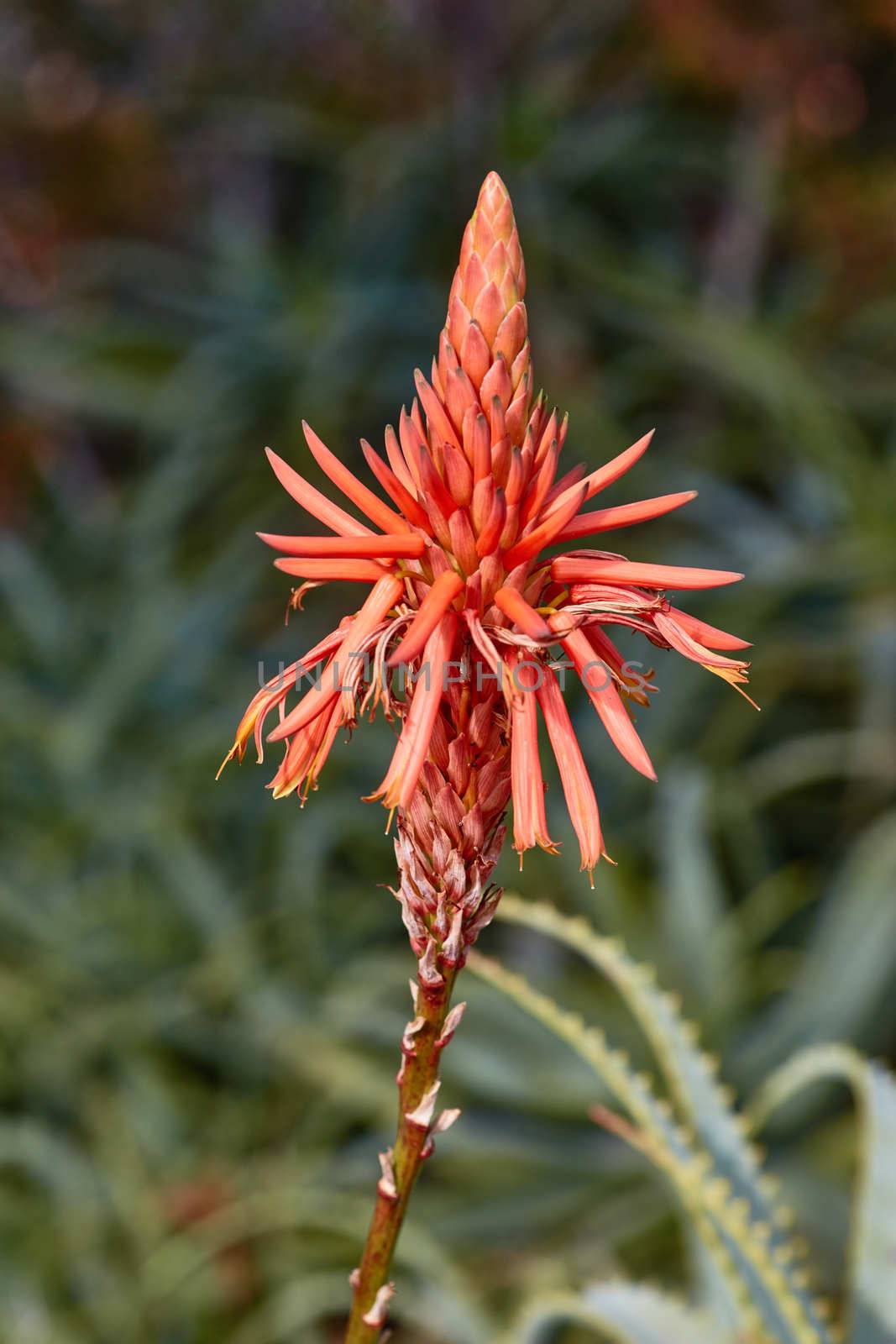 Aloe vera single flower