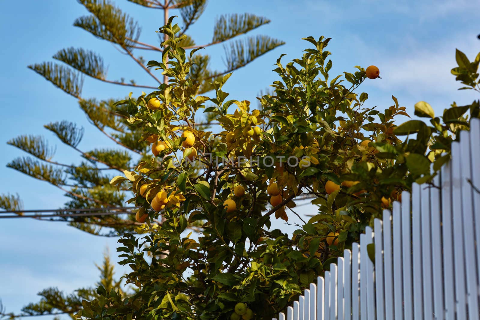 Orange tree behind a fence