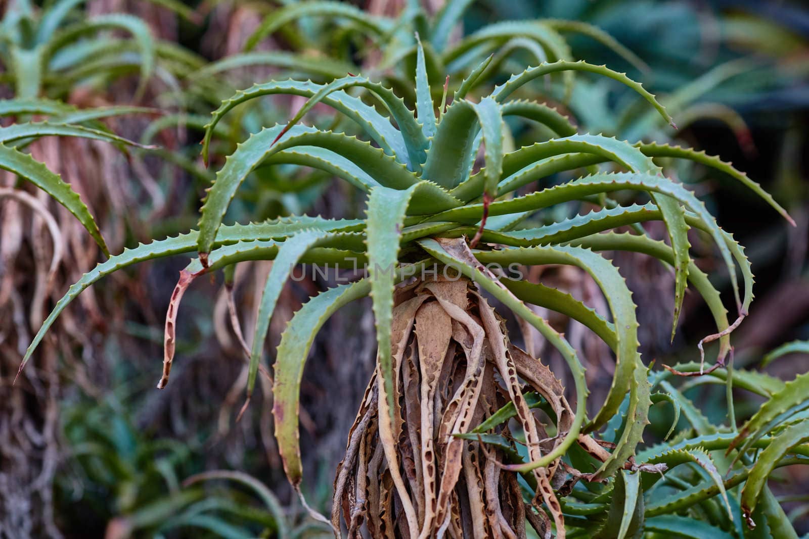 Aloe wera wild