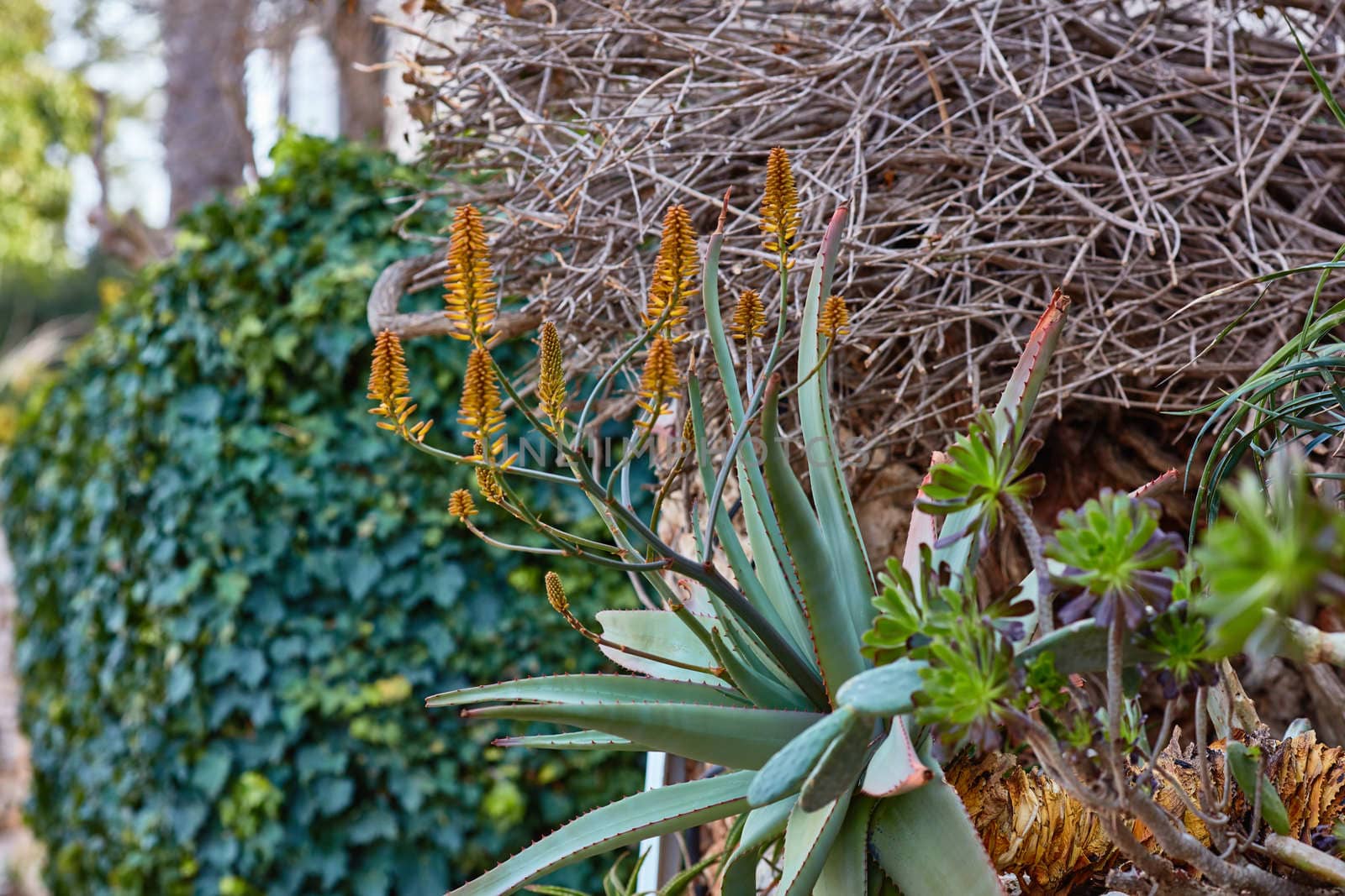 Aloe wera wild