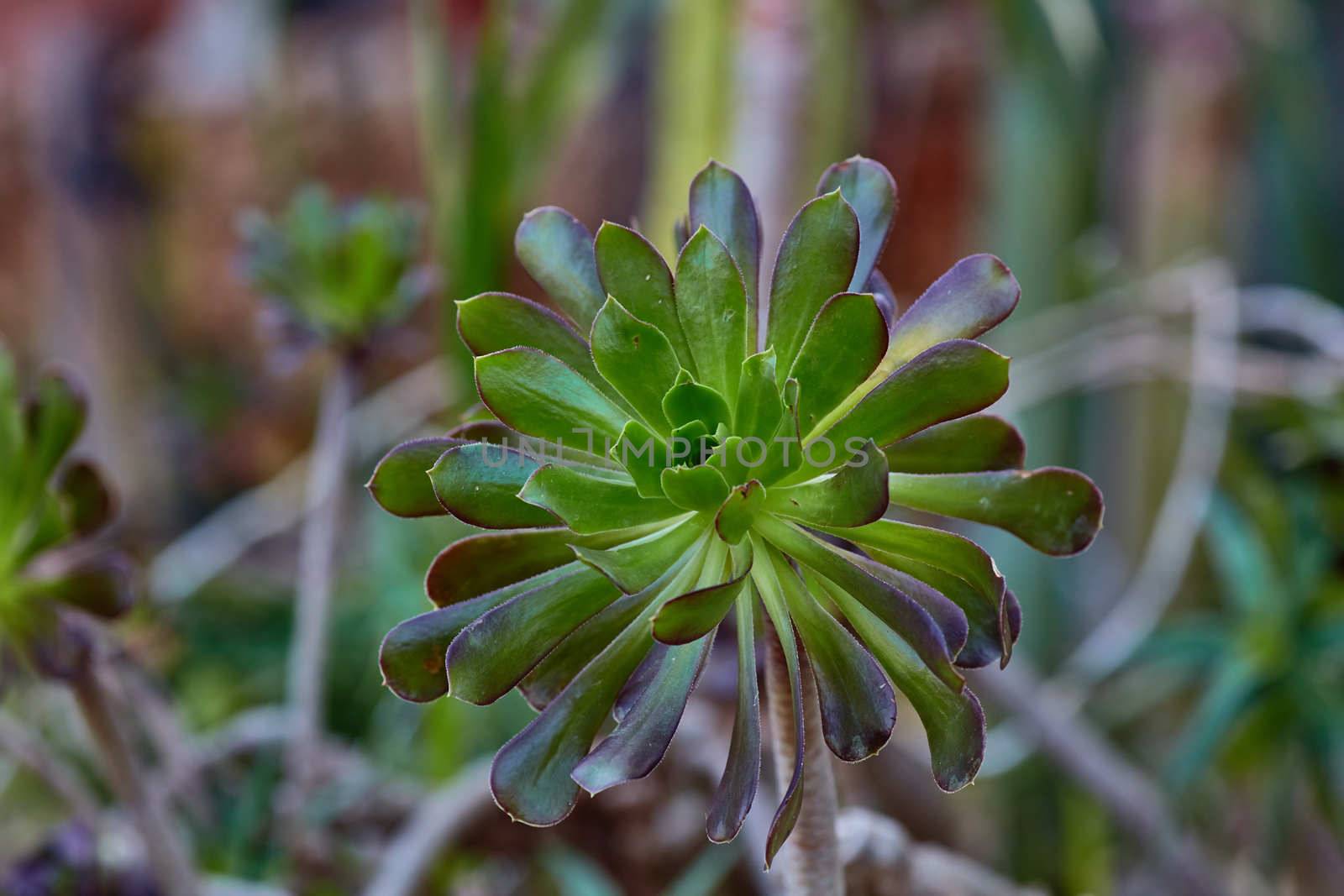 Wild growing succulents