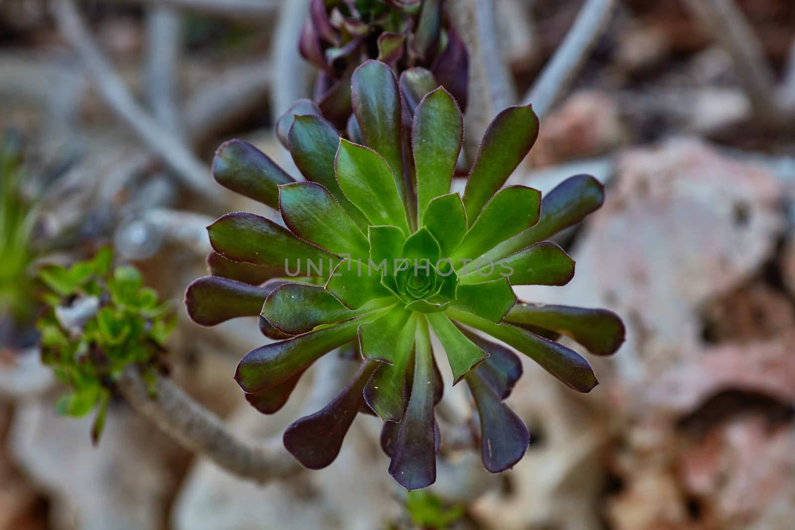 Wild growing succulents
