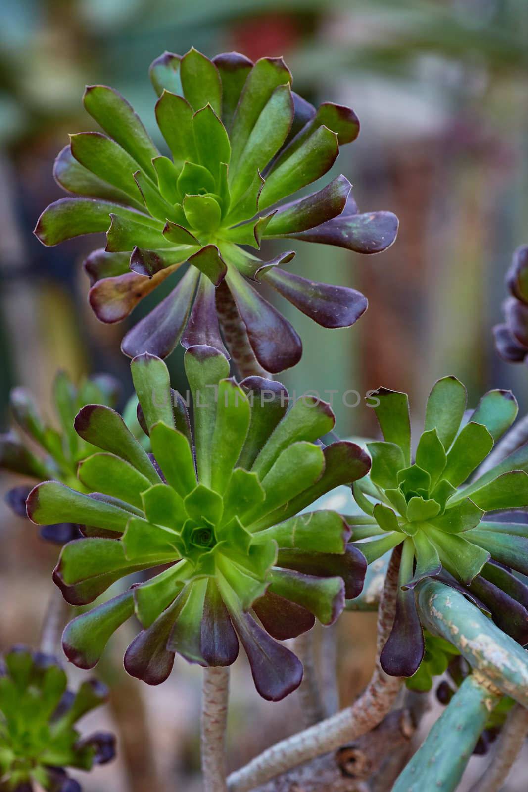 Wild growing succulents