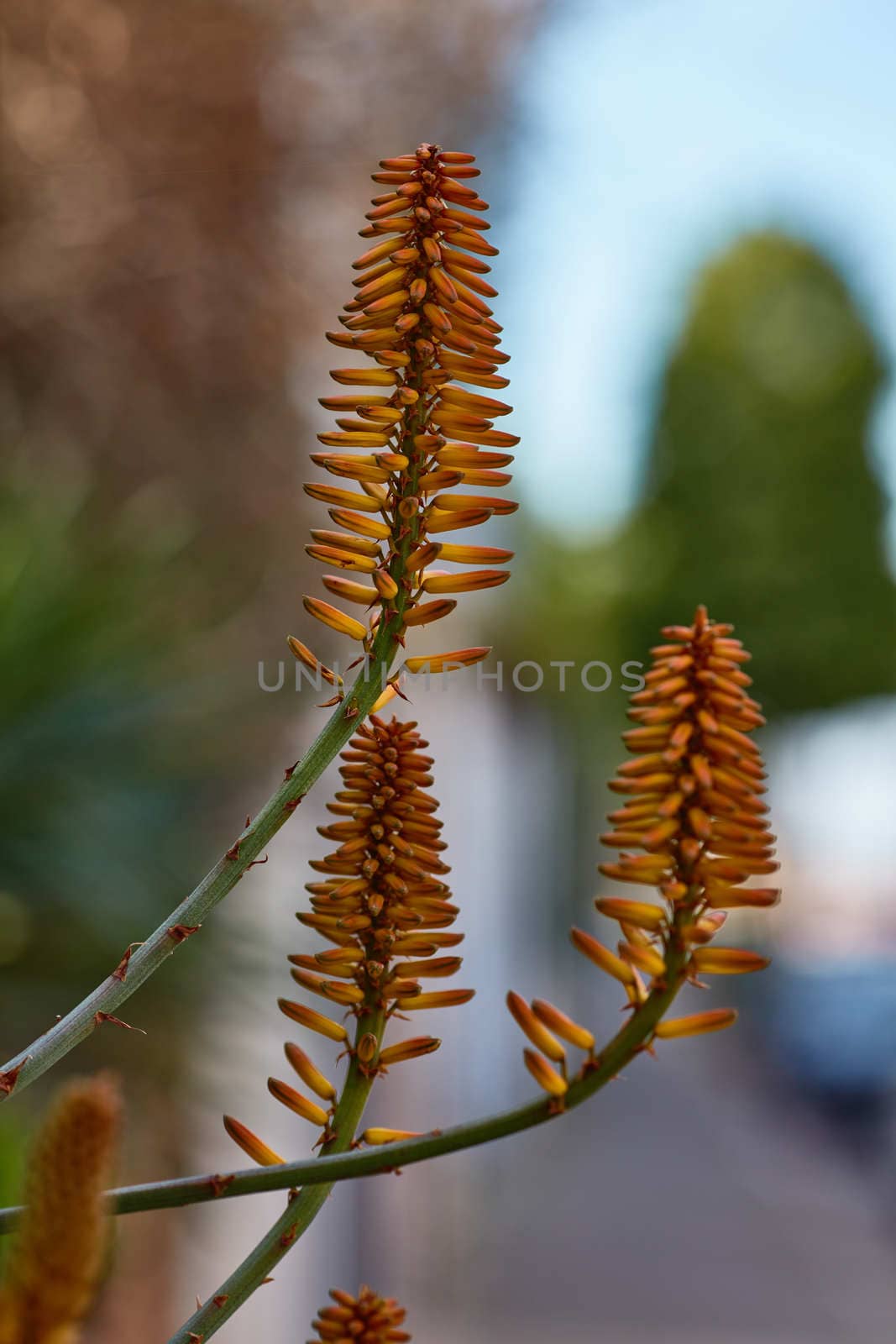 Aloe vera single flower