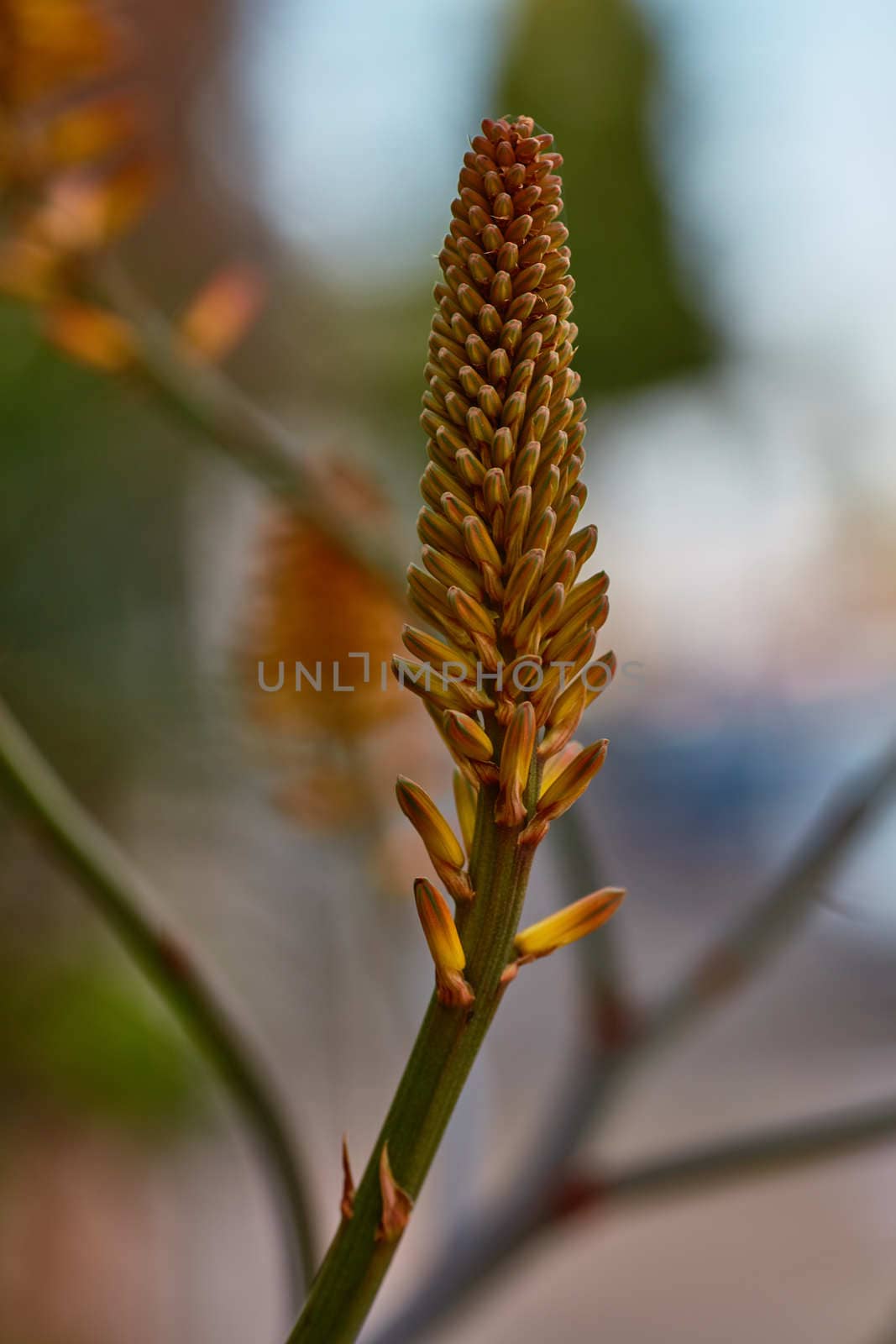 Aloe vera single flower
