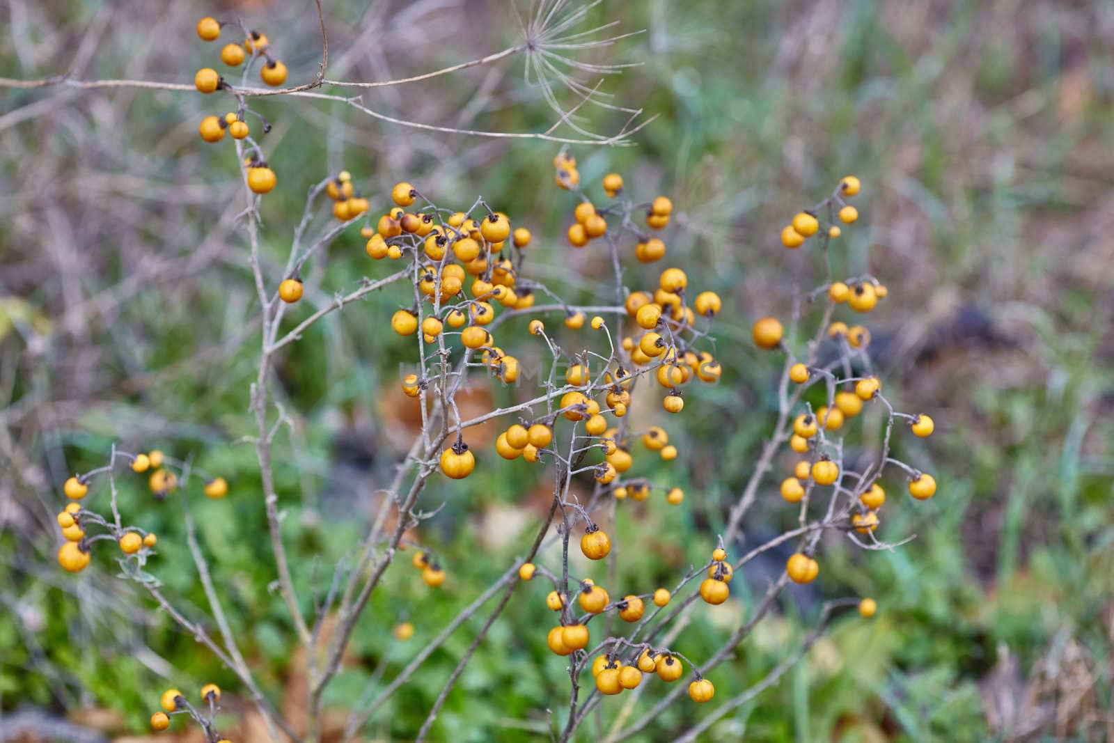 Solanum elaeagnifolium