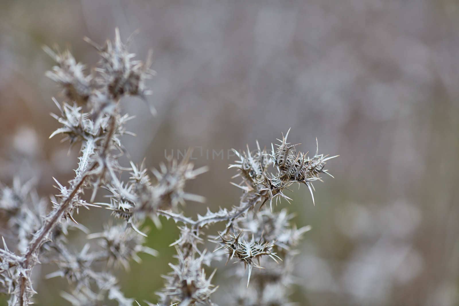 Scolymus maculatus dry