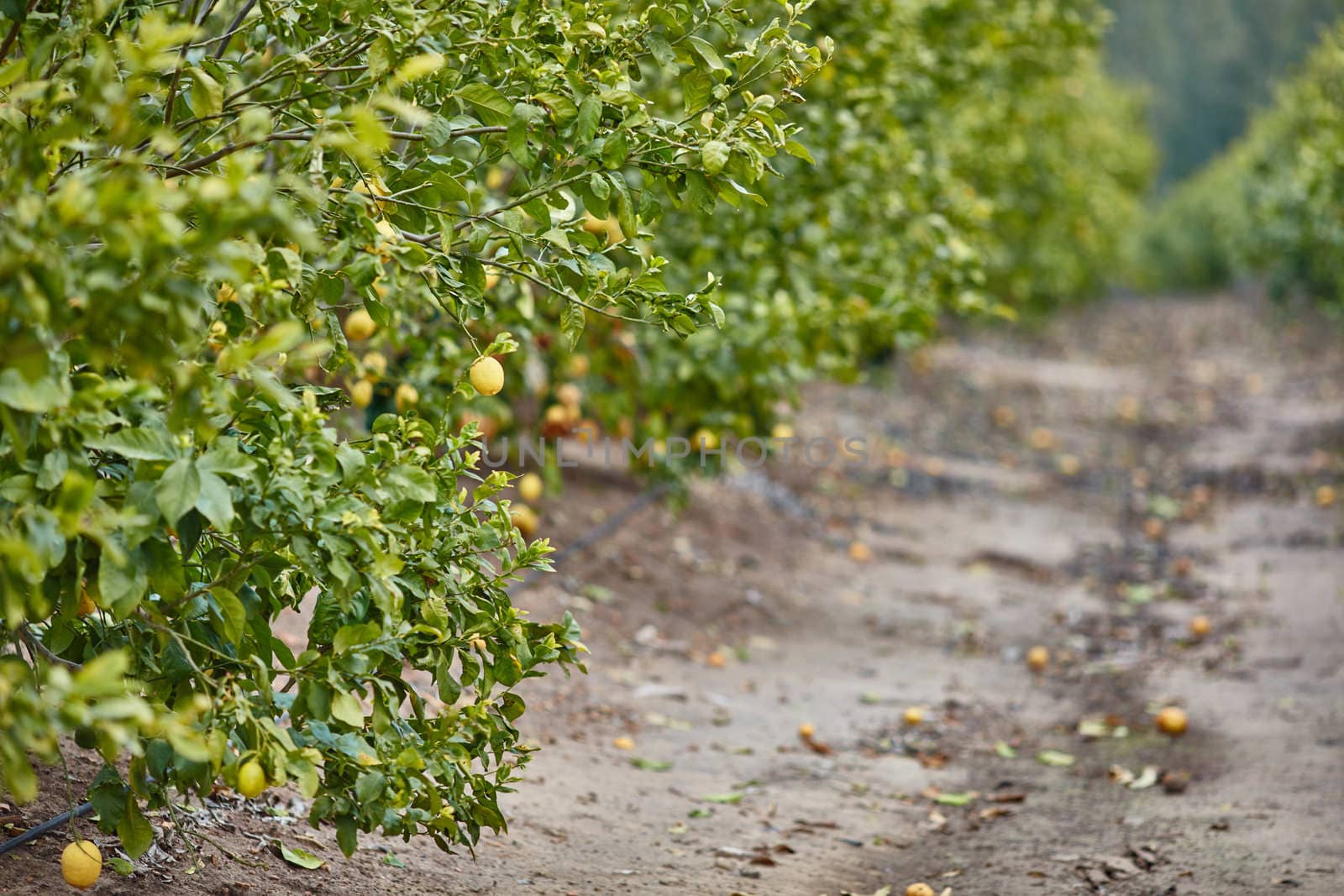 Orange and lemon plantations 