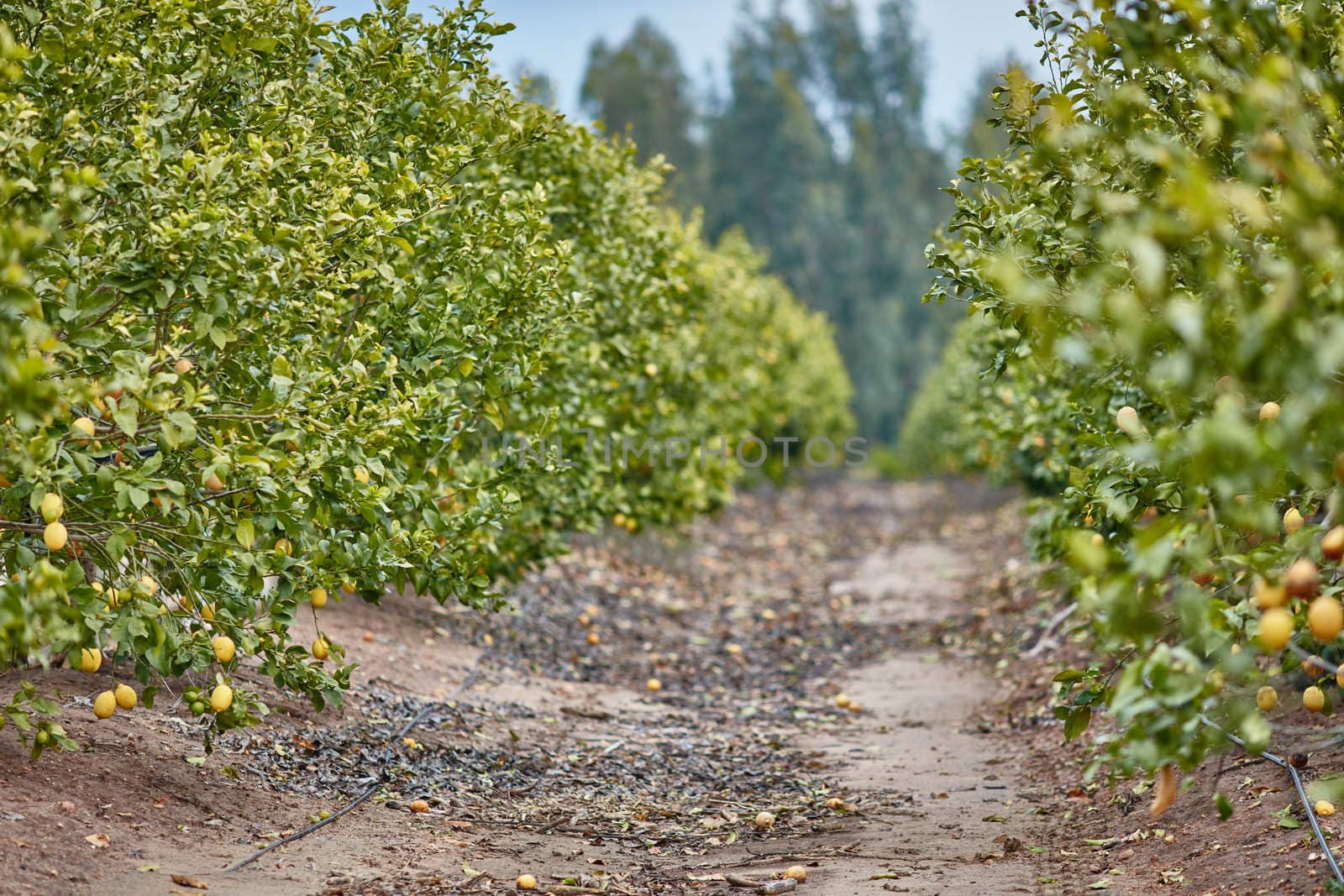 Orange and lemon plantations 