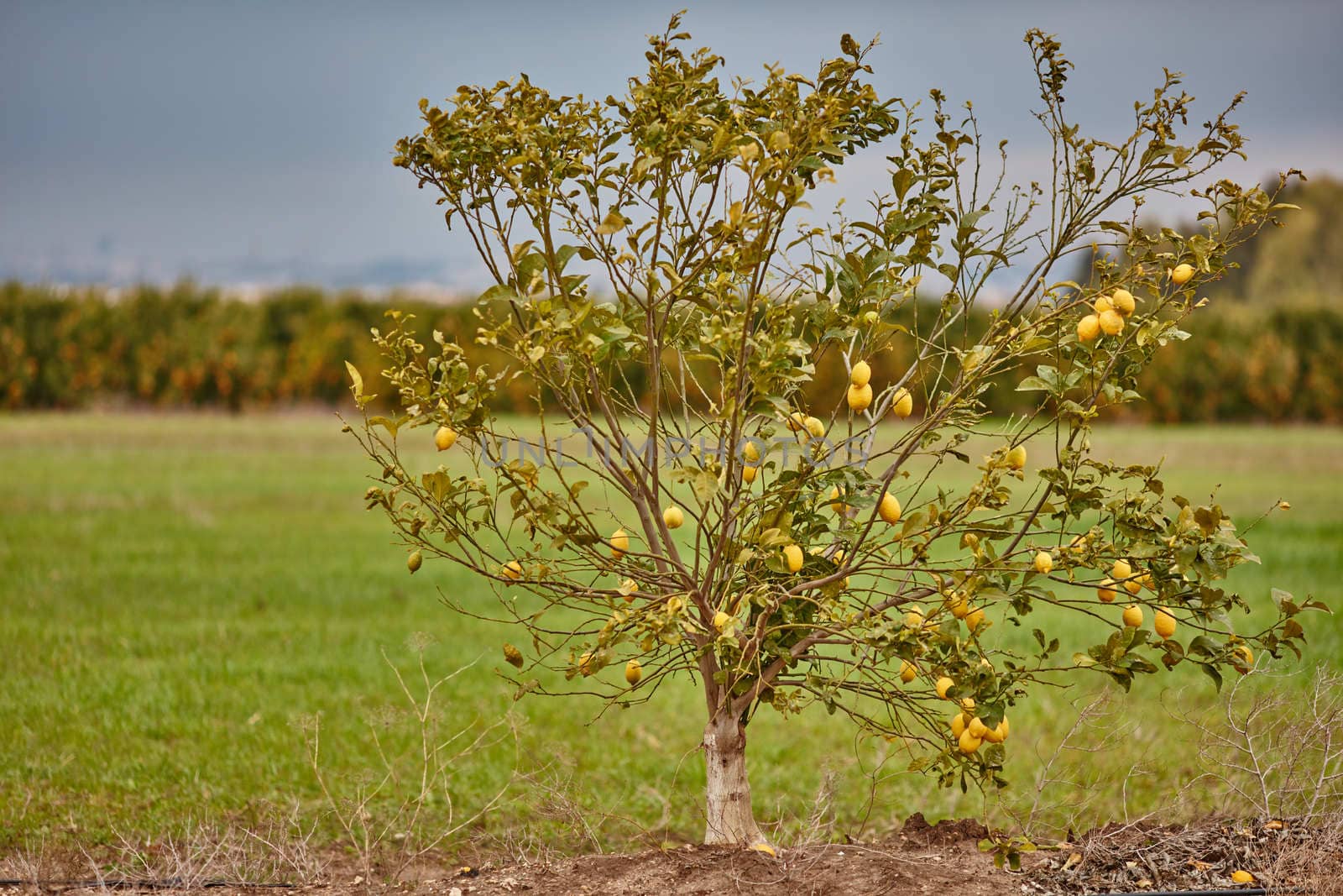 Orange and lemon plantations 