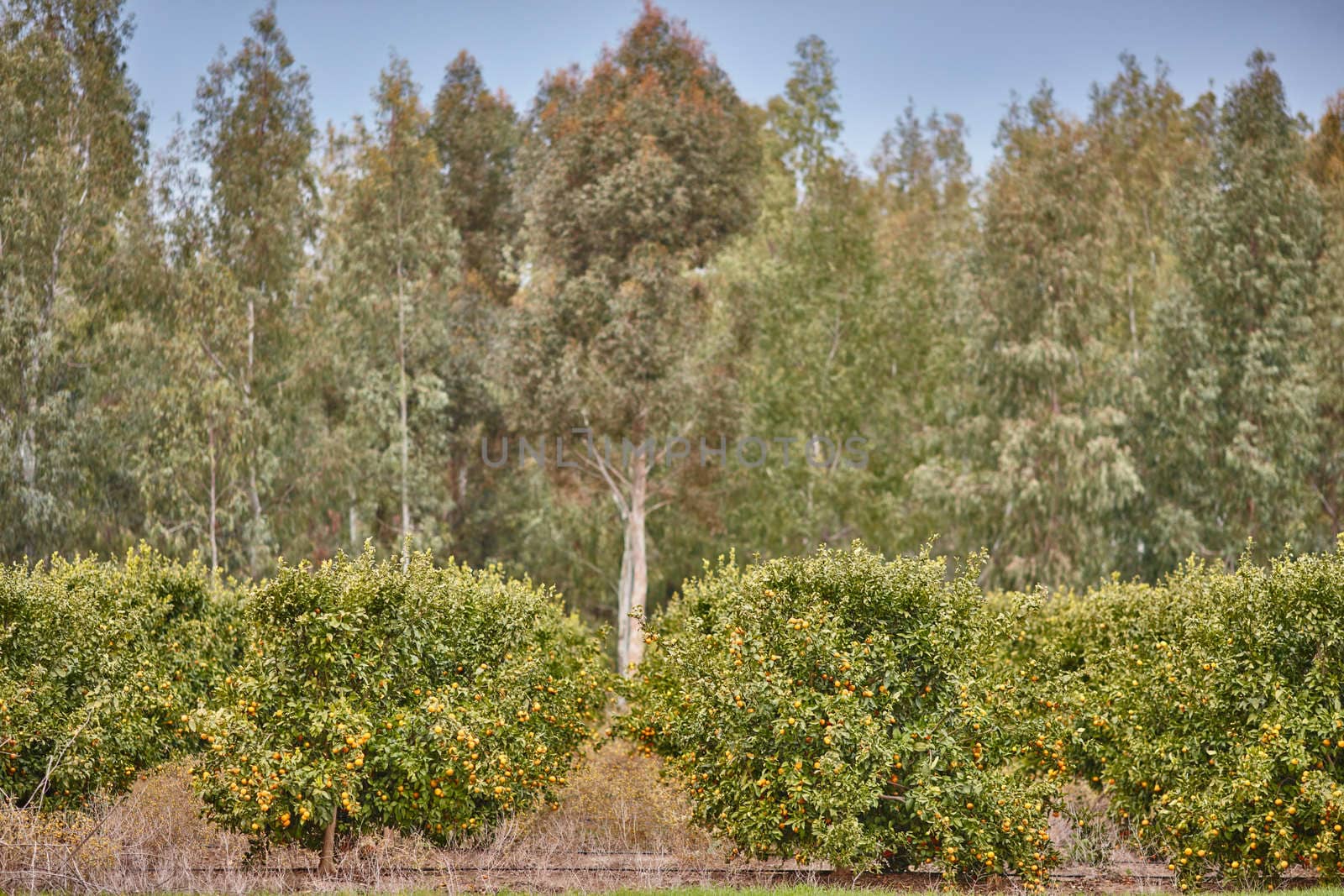 Orange and lemon plantations 