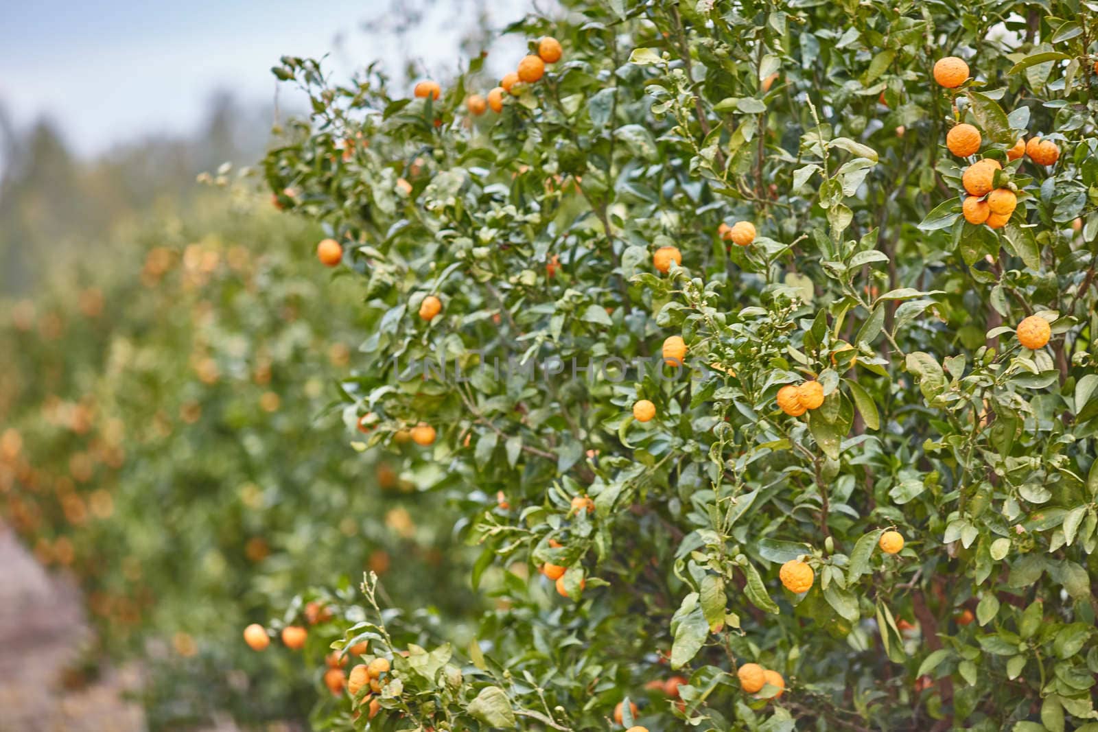 Orange and lemon plantations 