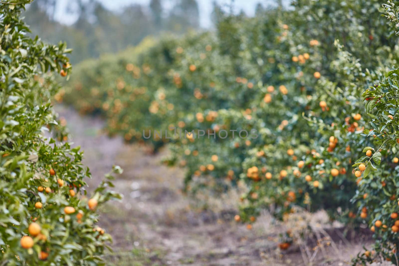 Orange and lemon plantations 