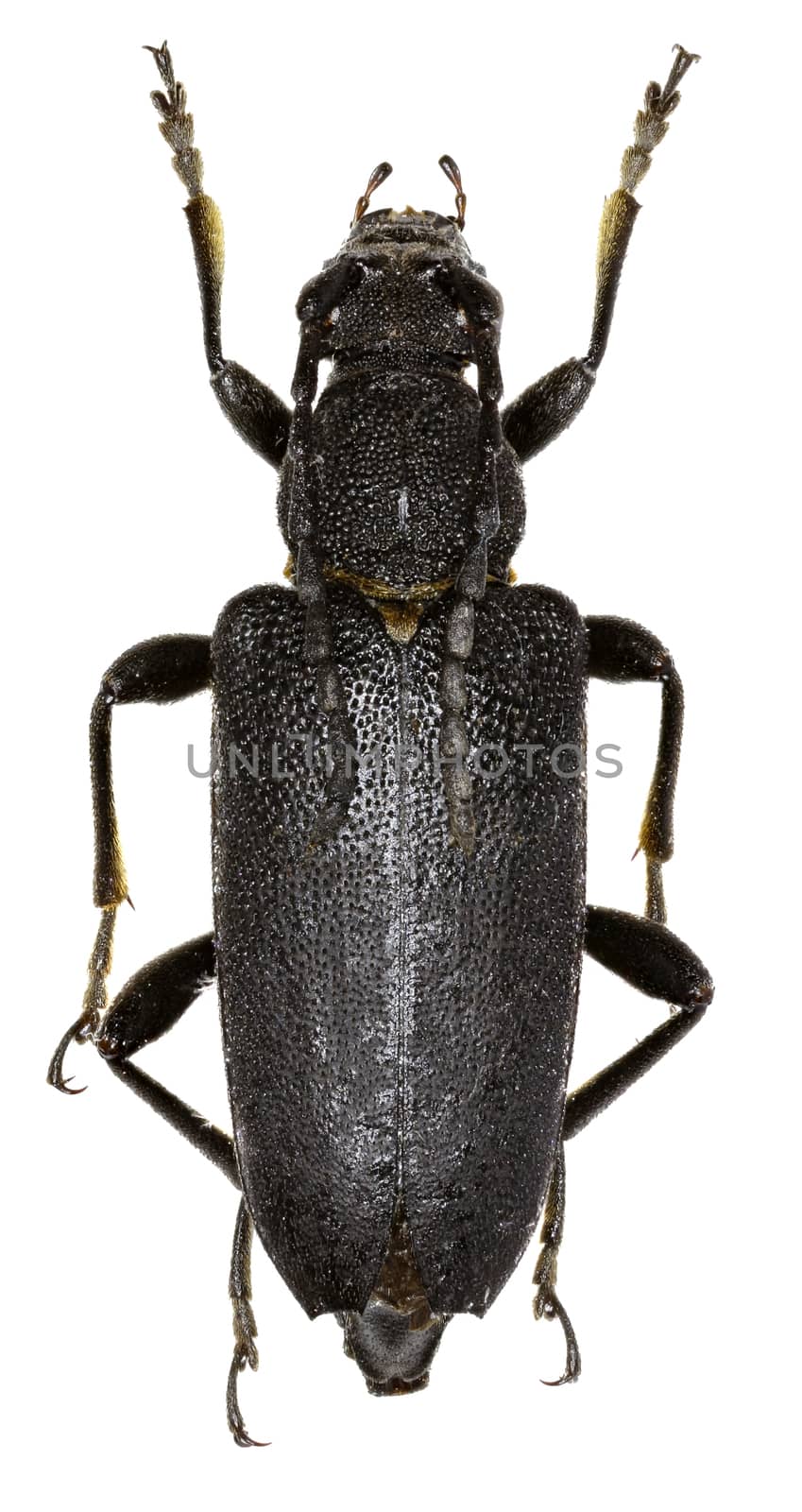 Large Black Longhorn Beetle on white Background  -  Stictoleptura scutellata (Fabricius 1781) by gstalker