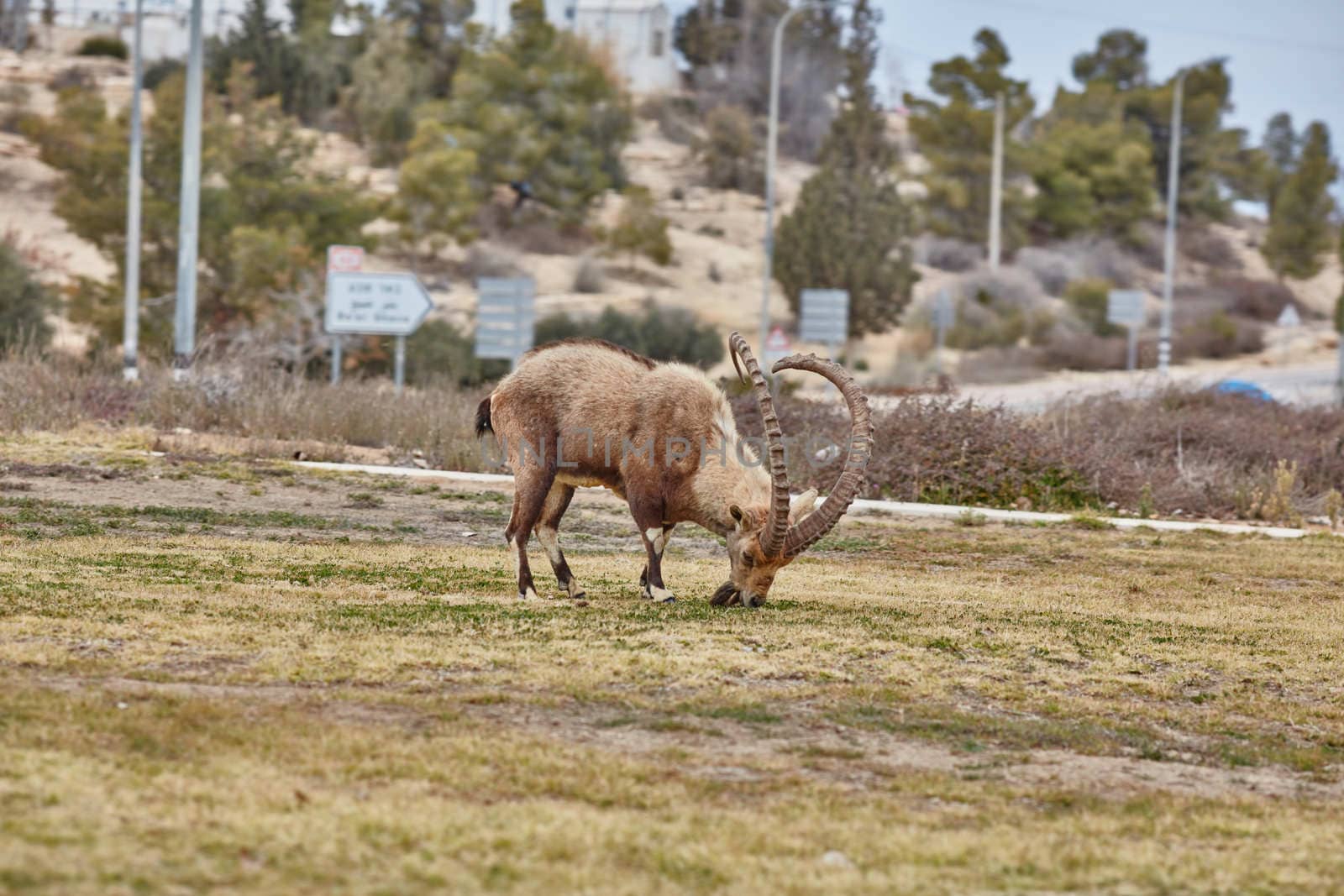Ibex at the Mitzpe Ramon desert in the negev, Israel