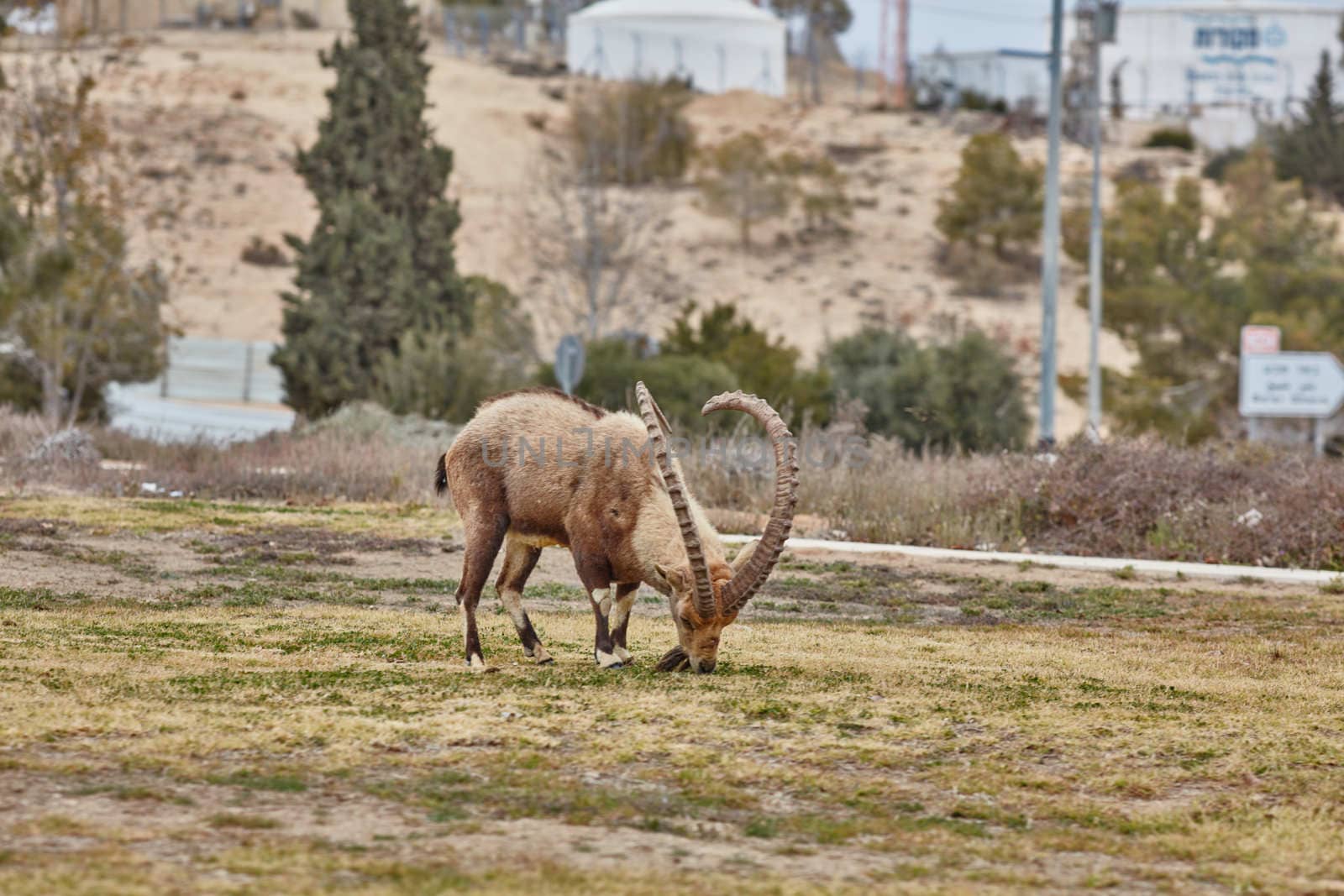 Ibex at the Mitzpe Ramon desert in the negev, Israel