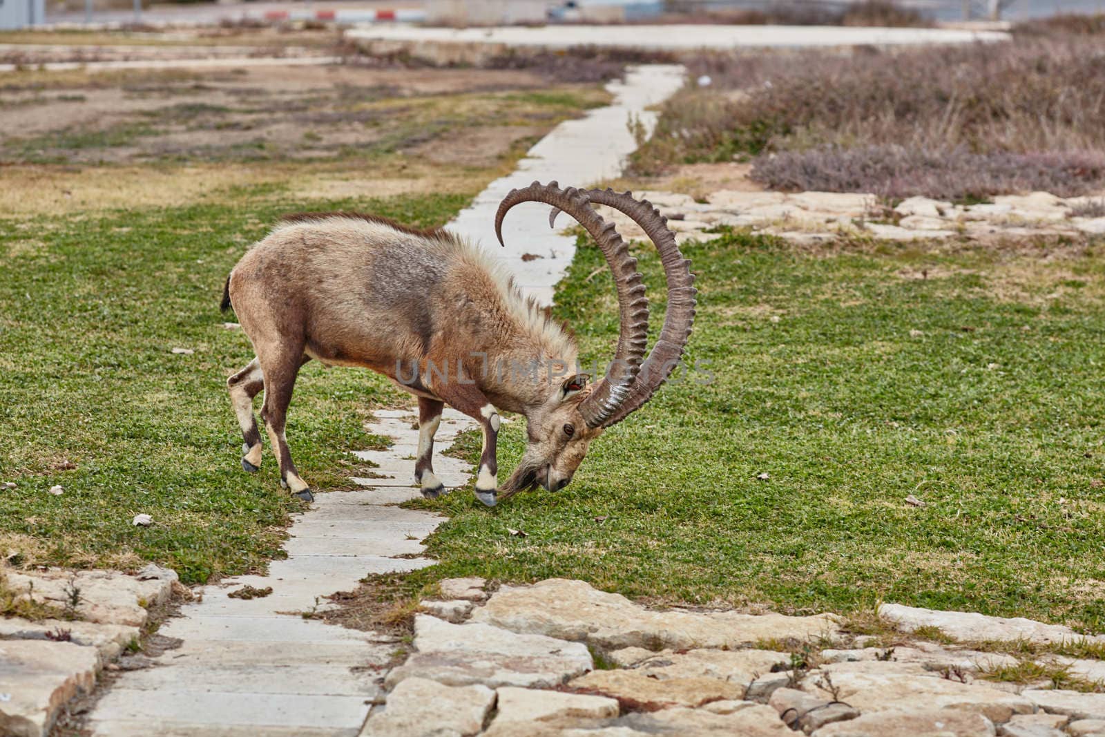 Ibex at the Mitzpe Ramon desert in the negev, Israel
