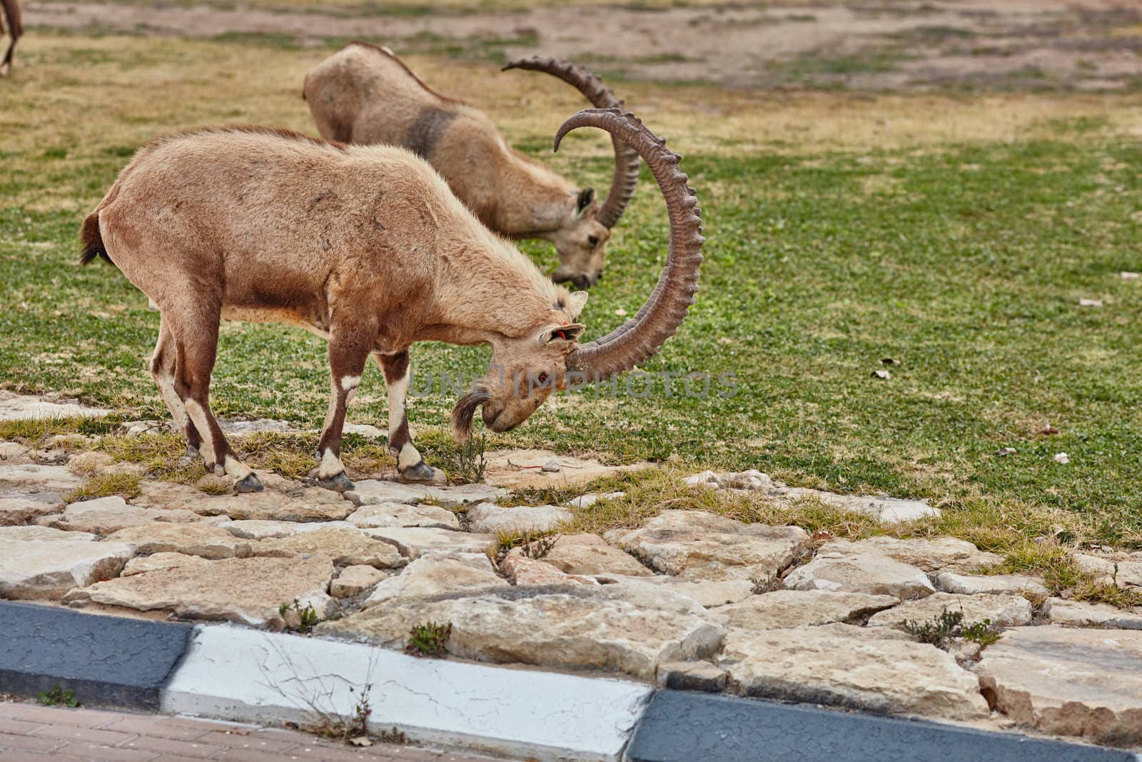 Ibex at the Mitzpe Ramon desert in the negev, Israel