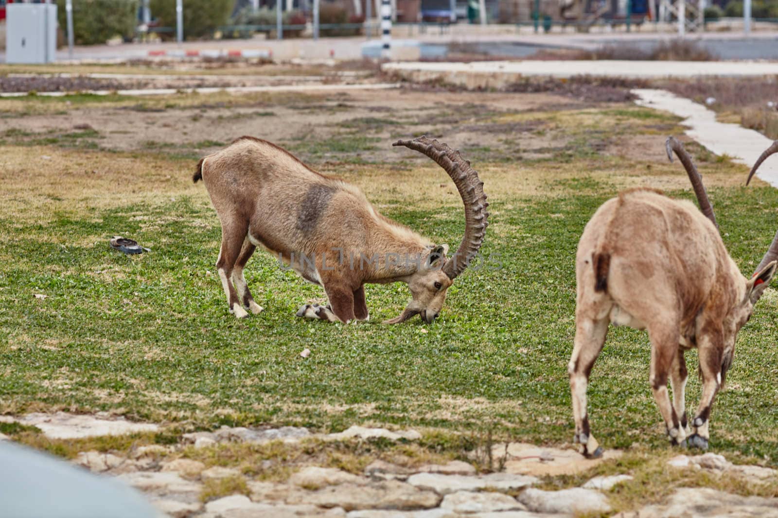 Ibex at the Mitzpe Ramon desert in the negev, Israel