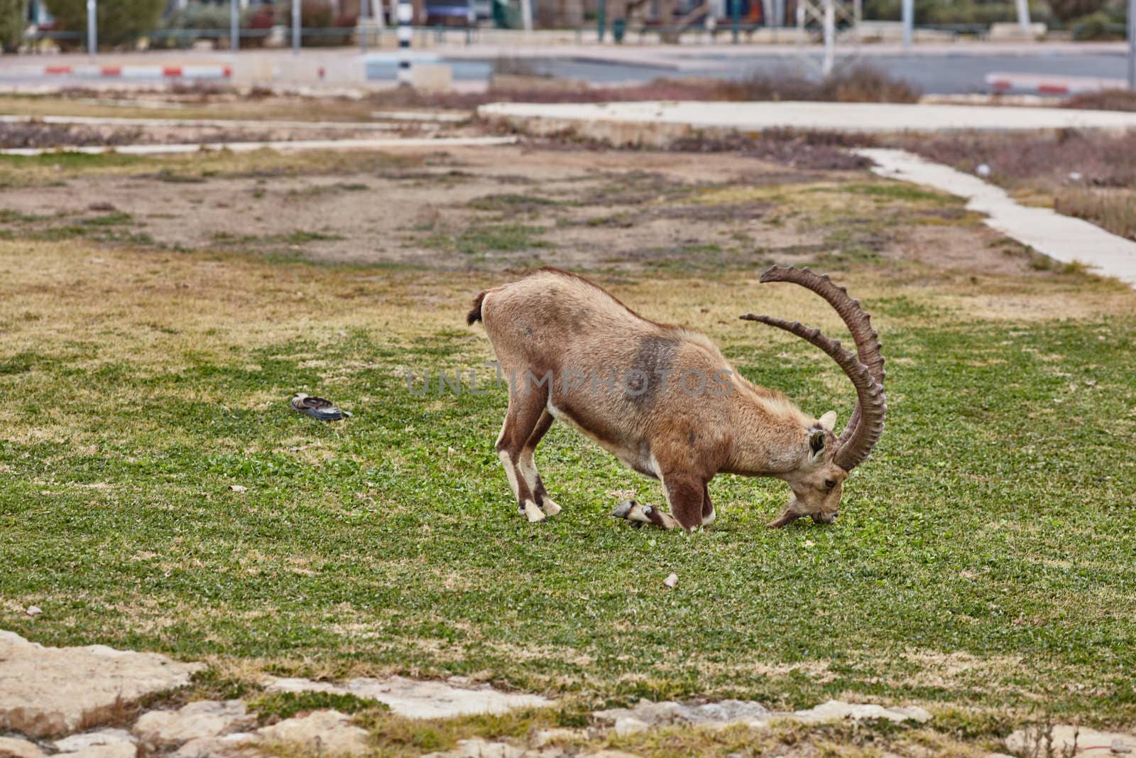 Ibex at the Mitzpe Ramon desert in the negev, Israel