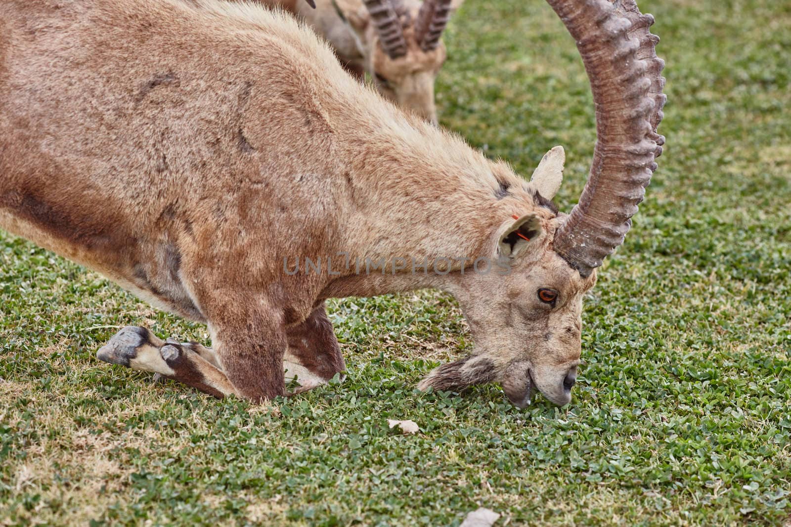 Ibex at the Mitzpe Ramon desert in the negev, Israel