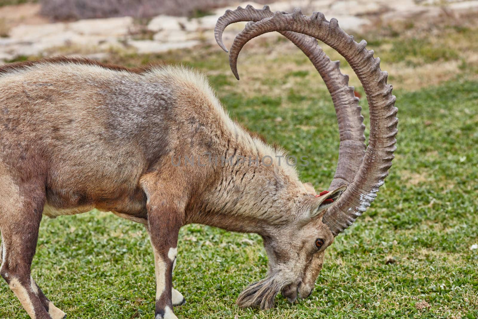 Ibex at the Mitzpe Ramon desert in the negev, Israel