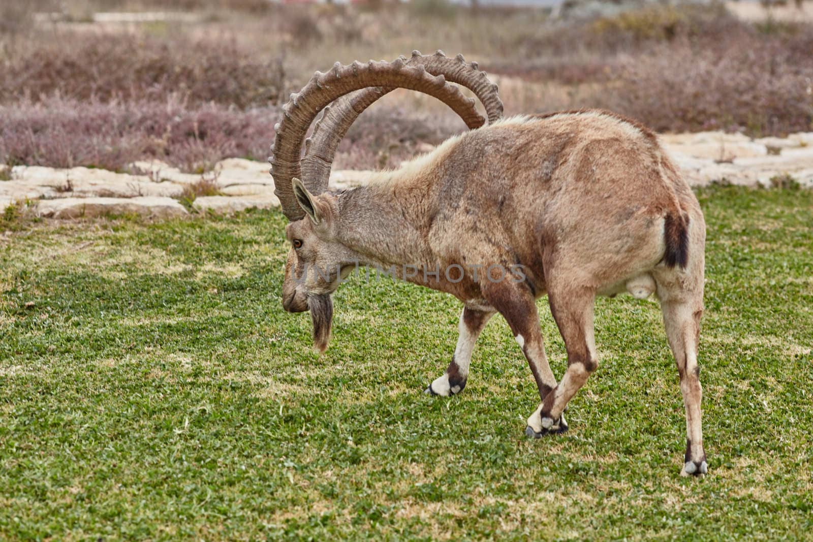 Ibex at the Mitzpe Ramon desert in the negev, Israel