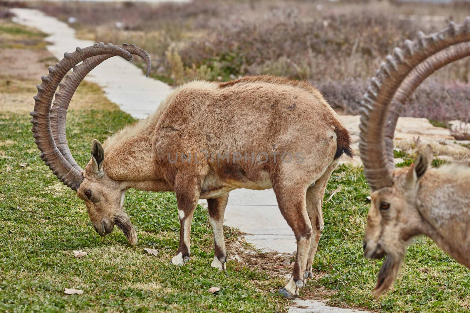 Ibex at the Mitzpe Ramon desert in the negev, Israel