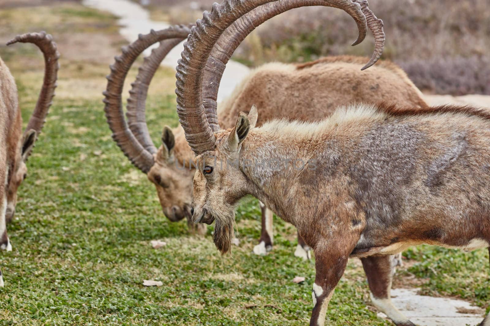 Ibex at the Mitzpe Ramon desert in the negev, Israel