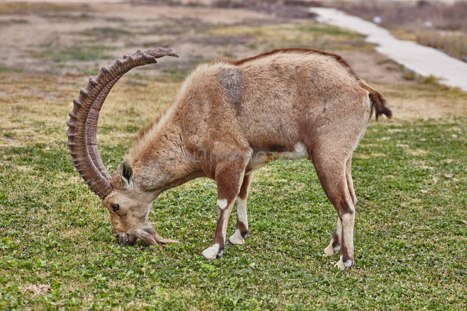 Ibex at the Mitzpe Ramon desert in the negev, Israel