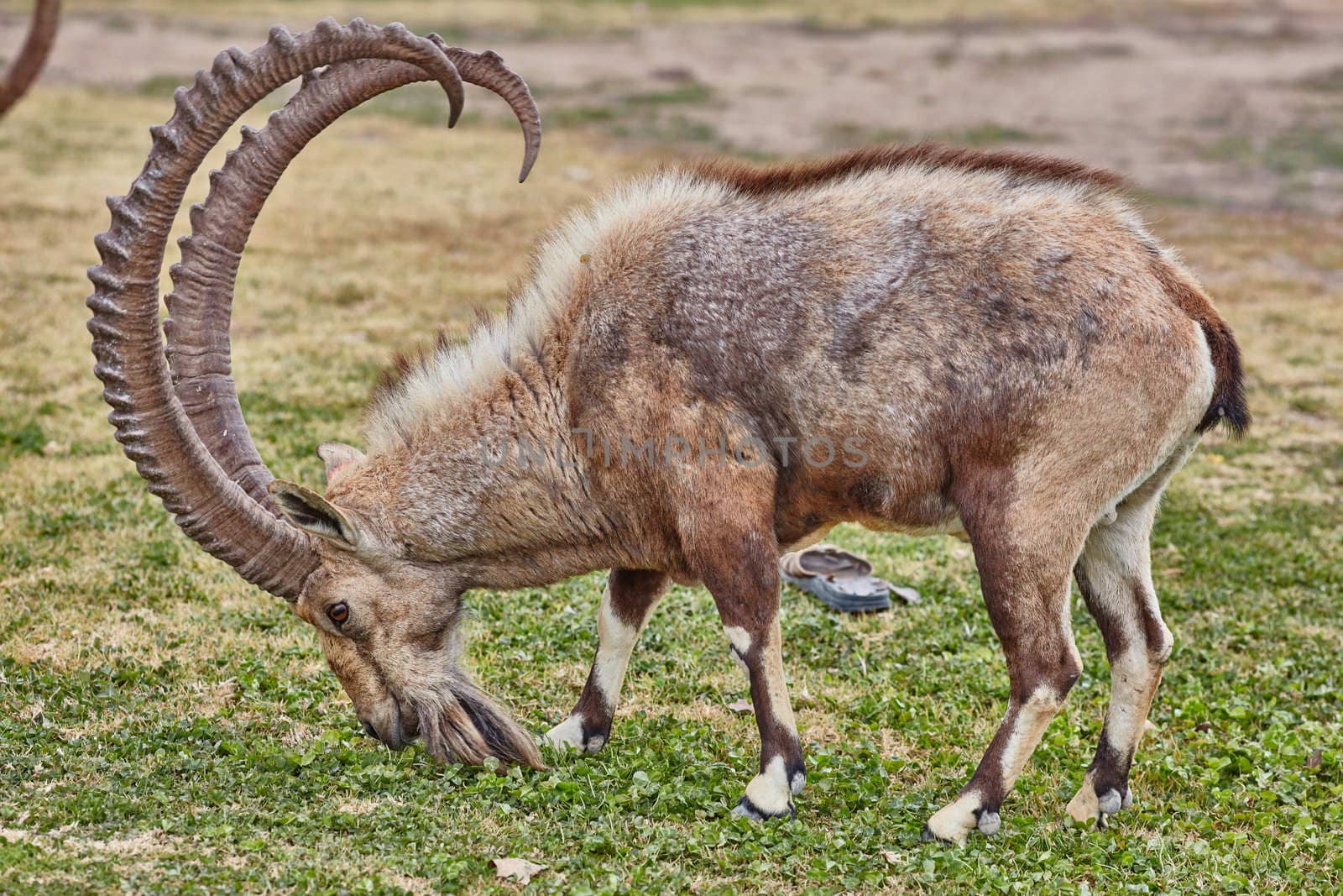 Ibex at the Mitzpe Ramon desert in the negev, Israel
