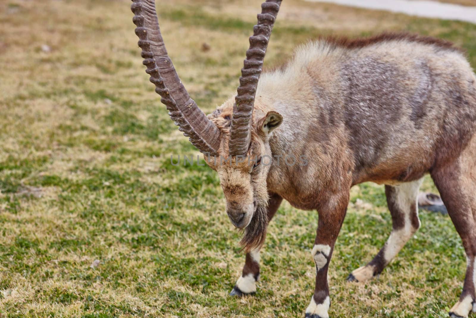 Ibex at the Mitzpe Ramon desert in the negev, Israel