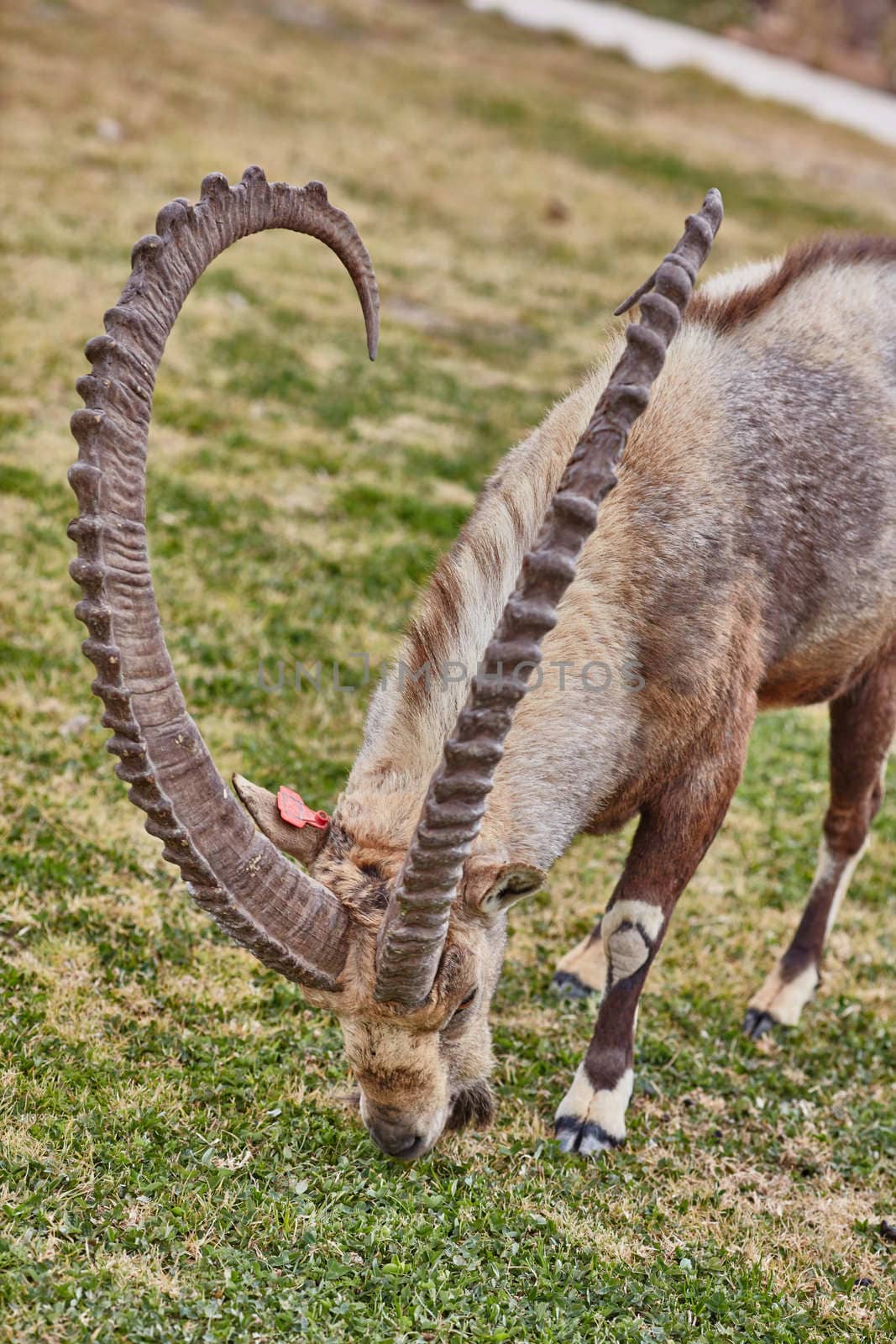 Ibex at the Mitzpe Ramon desert in the negev, Israel