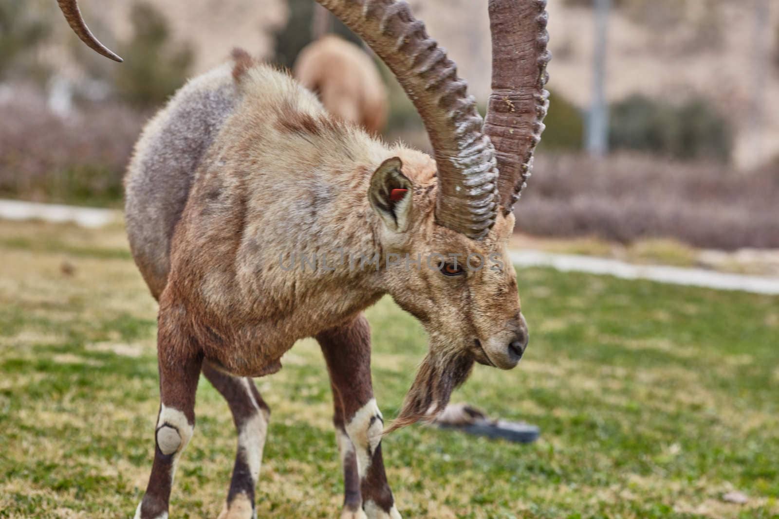 Ibex at the Mitzpe Ramon desert in the negev, Israel