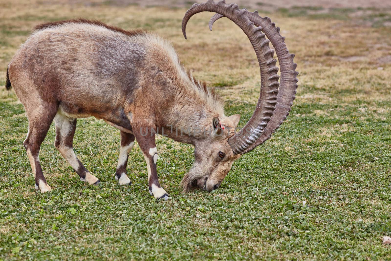 Ibex at the Mitzpe Ramon desert in the negev, Israel