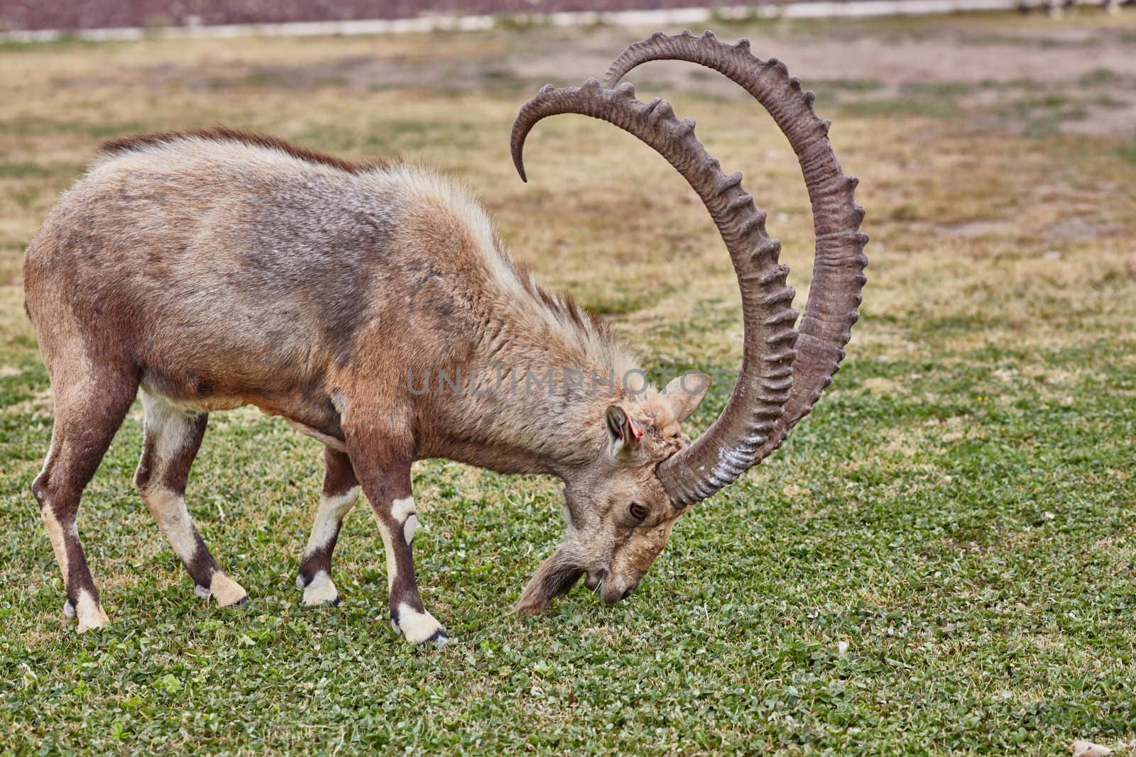 Ibex at the Mitzpe Ramon desert in the negev, Israel