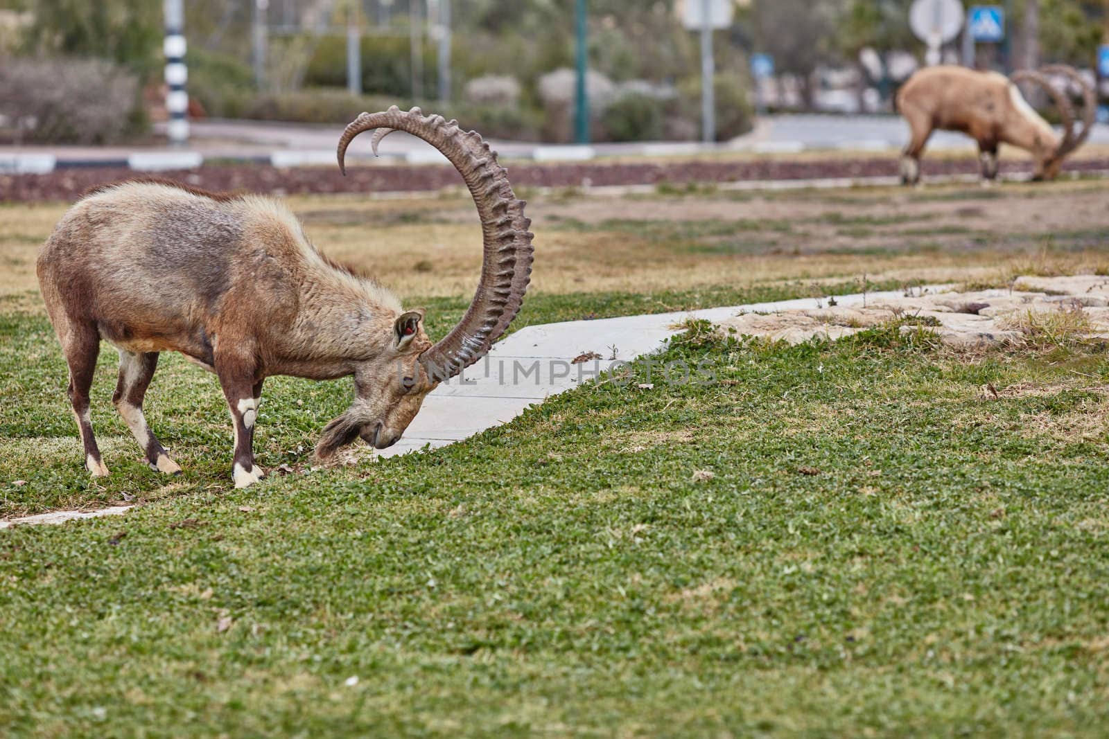 Ibex at the Mitzpe Ramon desert in the negev, Israel