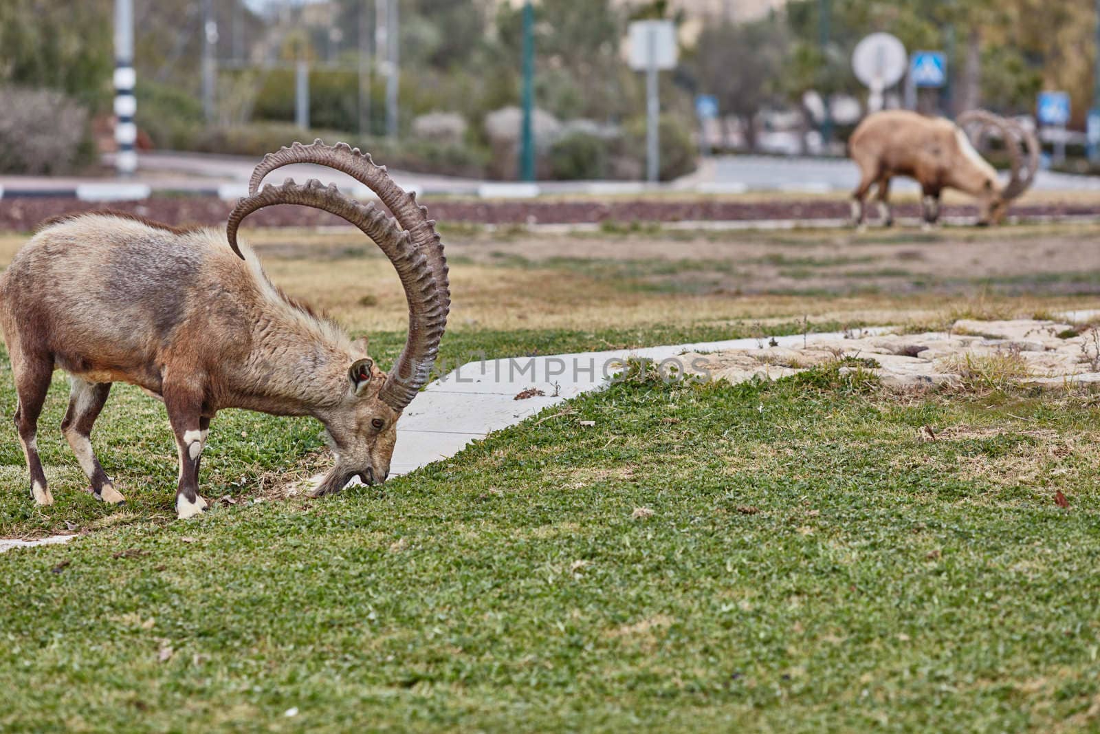 Ibex at the Mitzpe Ramon desert in the negev, Israel