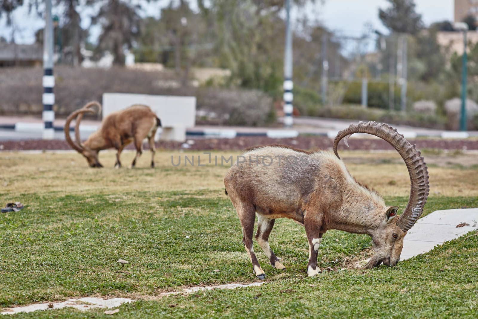 Ibex at the Mitzpe Ramon desert in the negev, Israel