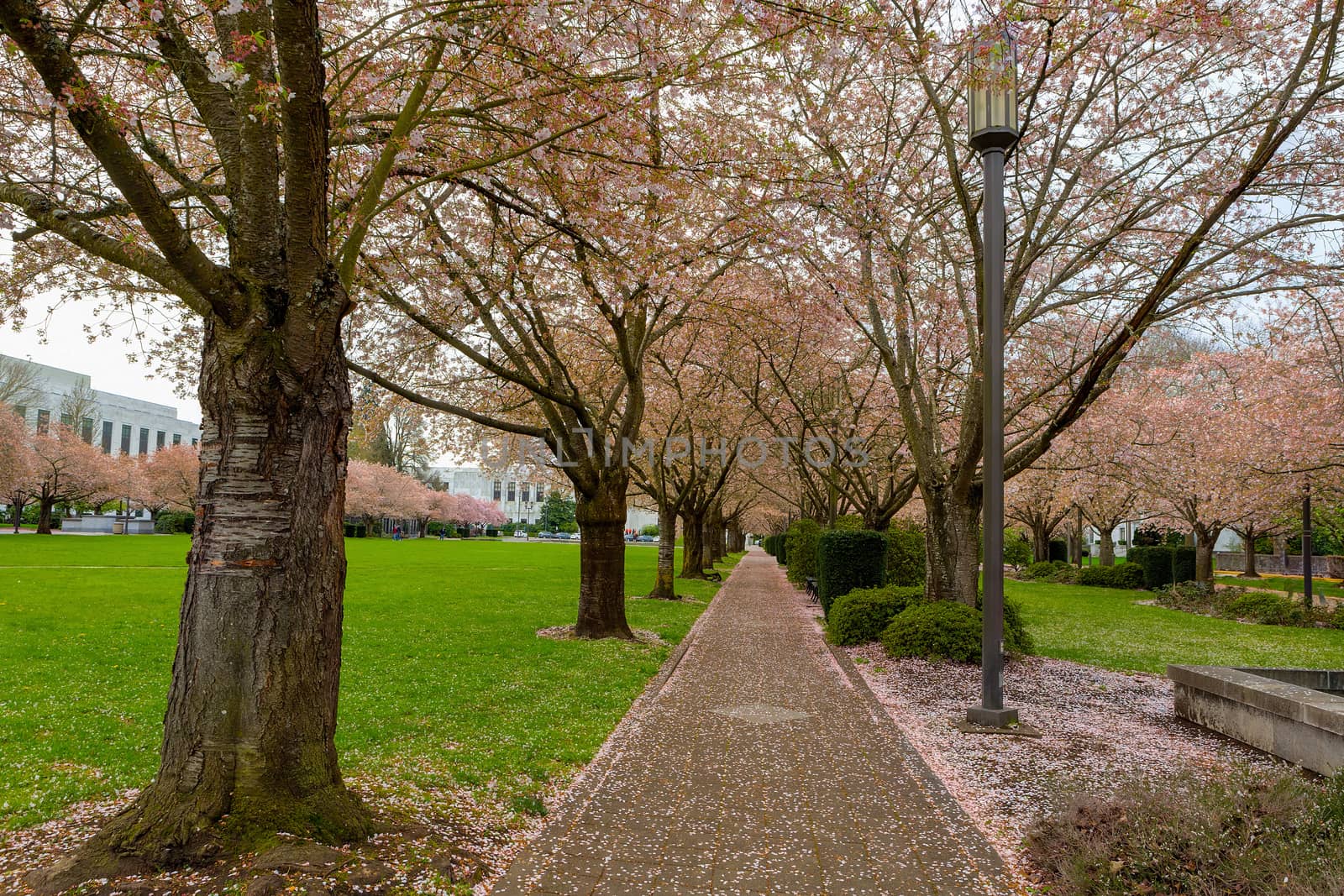 Cherry Blossom Trees along Path at Park in Salem Oregon by jpldesigns
