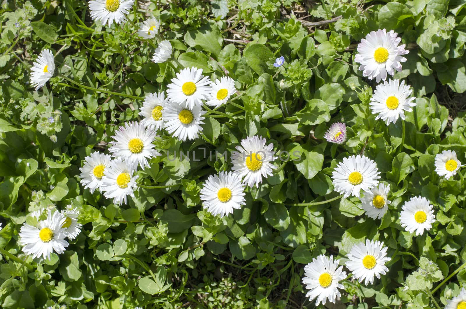 Spring field with daisy flowers