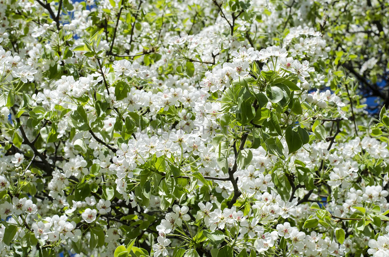 Spring blossoming pear tree