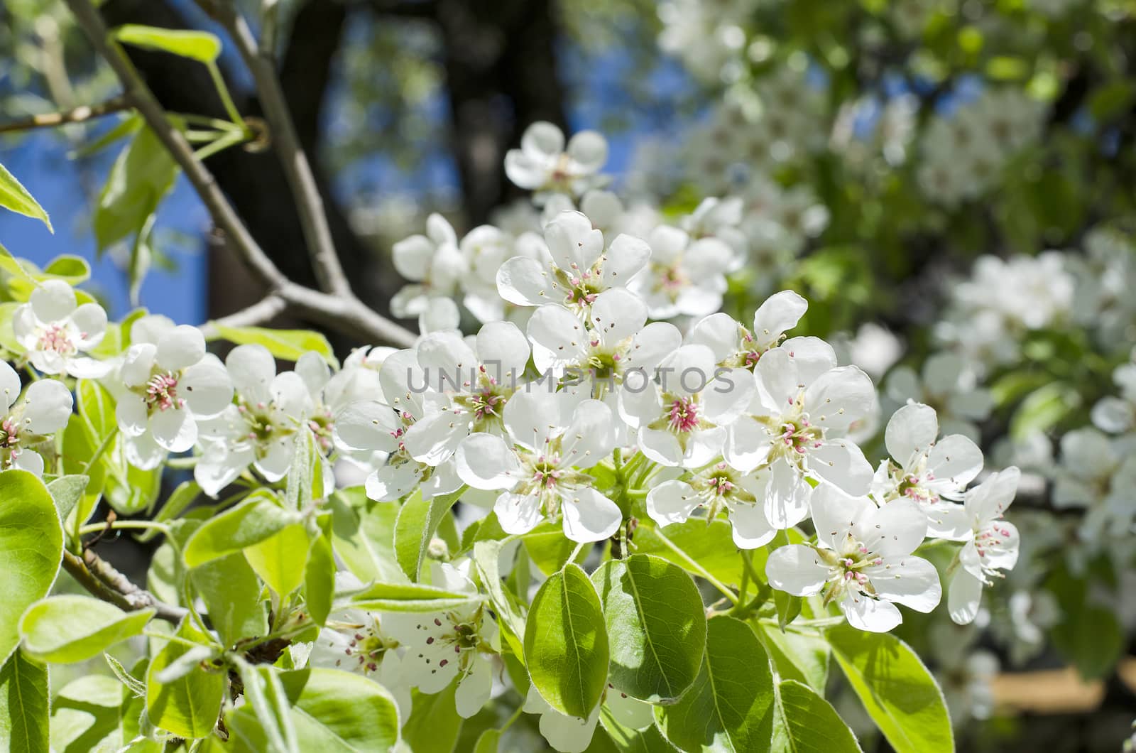 Spring blossoming pear tree by eenevski