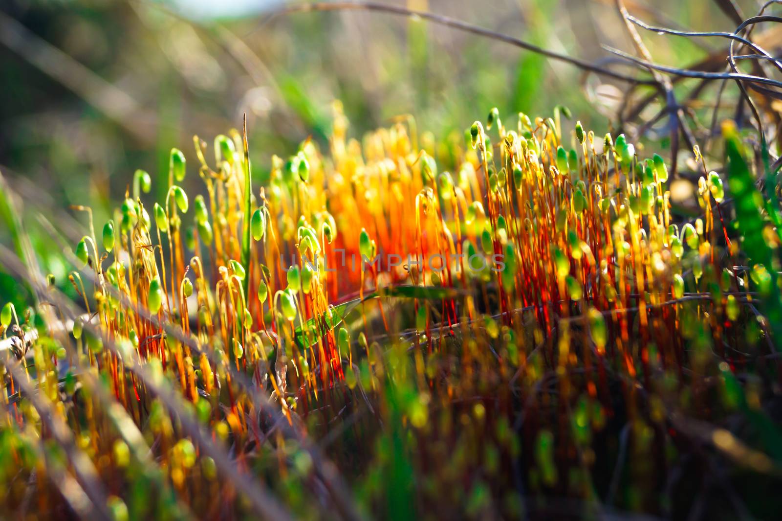 beautiful red green flowers moss macro photo by Oleczka11