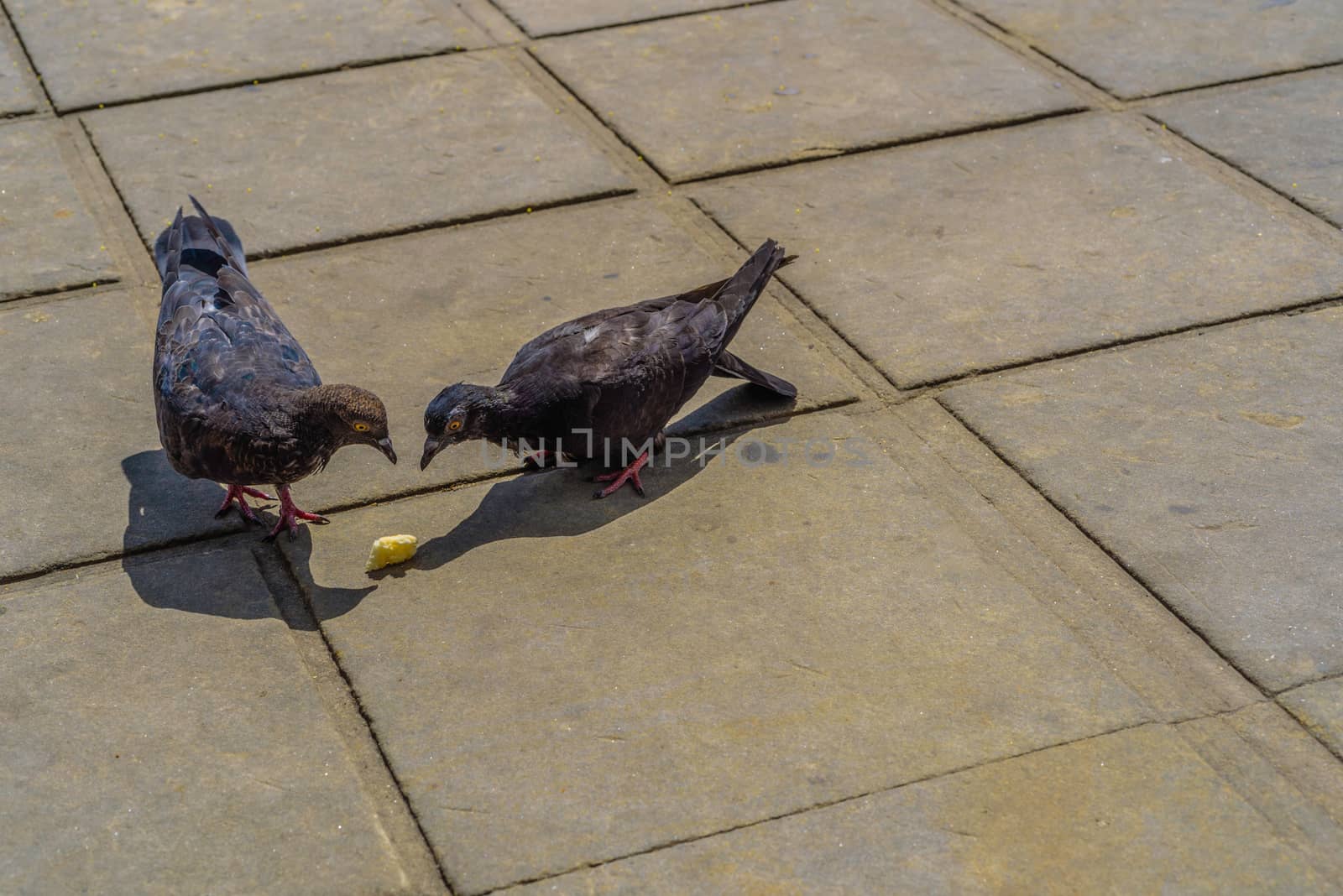 Two pigeons are looking at a piece of bread on the floor.